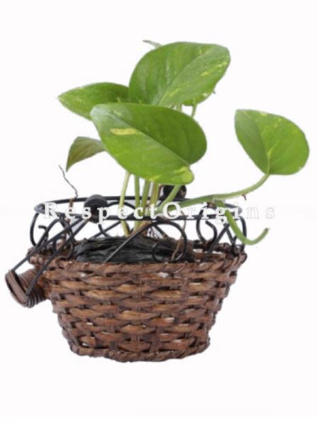 Buy Small Hand Braided Round Rattan Cane Planter with Wrought Iron trimmingin 7x5 inches|RespectOrigins